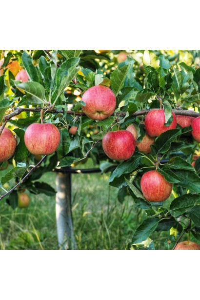 Malus domestica Elise